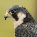 Wary Falcon Avatar