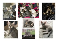 kittens.jpg